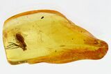 Large Detailed Fossil Fly (Dolichopodidae) in Baltic Amber #307703-1